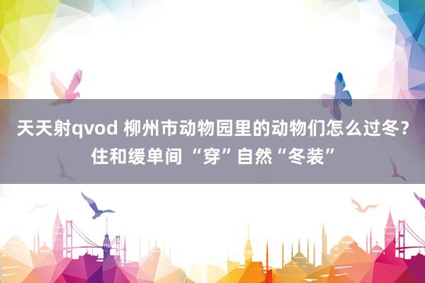 天天射qvod 柳州市动物园里的动物们怎么过冬？住和缓单间 “穿”自然“冬装”