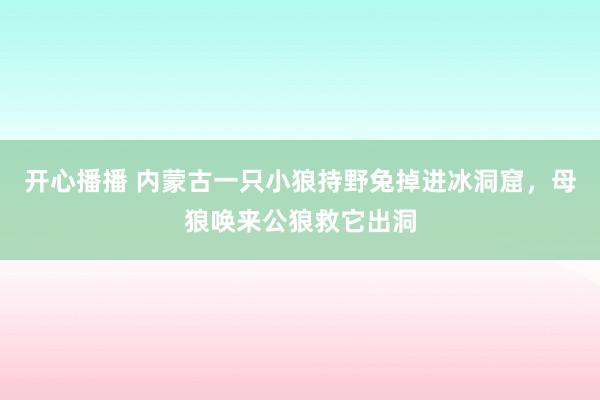 开心播播 内蒙古一只小狼持野兔掉进冰洞窟，母狼唤来公狼救它出洞